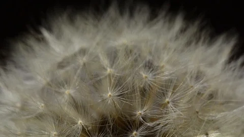 Moving / rack focus of a dandelion blooming seeds, black background Stock Footage 119132809