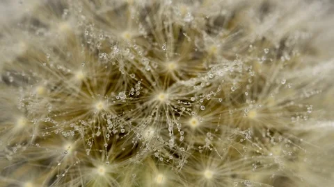 Moving / rack focus of a dandelion blooming seeds with many small water droplets Stock Footage 119132855