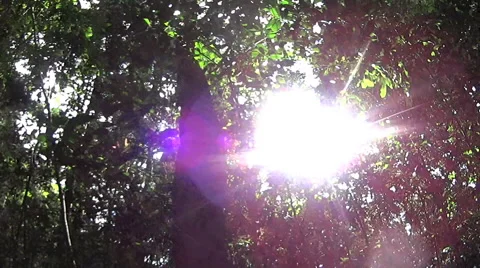 Moving By The Rainforest Canopy 스톡 동영상 57332501