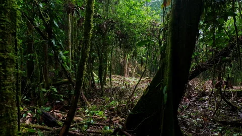 Moving in a rainforest that has been cleared of the undergrowth Vidéo 336869962