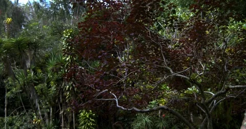 Moving red tree leaves in a botanical garden against blue sky 스톡 동영상 242489299