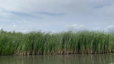 Moving reed in a Delta. Stock Footage 197053121