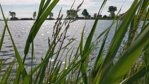 Moving reed near the lake 4K Stock Footage