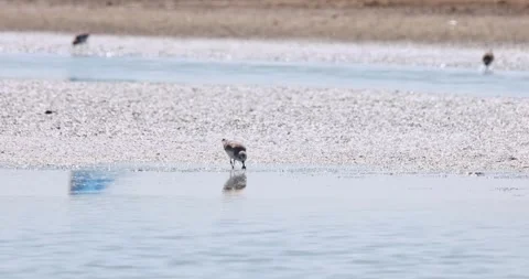 Moving to the right rapidly poking the mud for its specialized food, Stock Footage 261656182