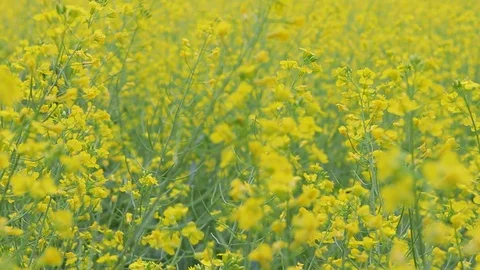 Moving Right Through Canola Field 動画素材 127795756