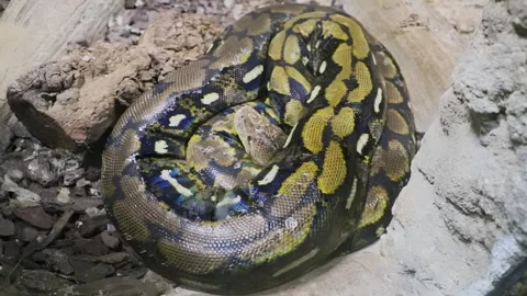 Moving Royal python lying open-eyed in the terrarium at the zoo. Stock-Footage 271365351