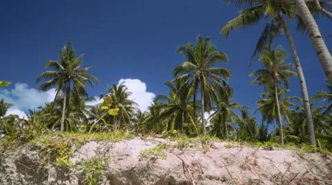 Moving from sand to palm trees Stock Footage 67412341