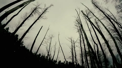 Moving into a scary forest 動画素材 104404005