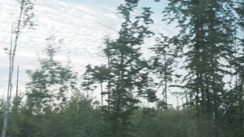 Moving scenery of forest with swamp. Beautiful train view of trees at sunset. Stock-Footage 153528062