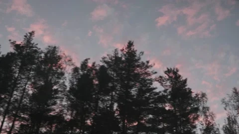 Moving scenery of trees against beautiful sky. Train view of forest at sunset. Vídeo Stock 143457341