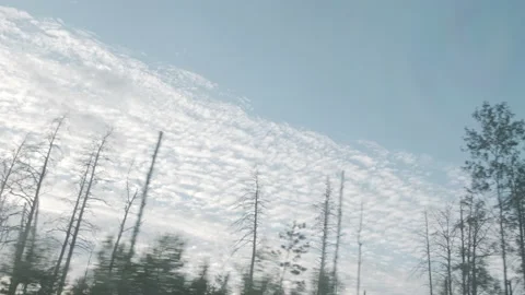 Moving scenery of trees against beautiful sky. Train view of forest at sunset. 動画素材 146511672