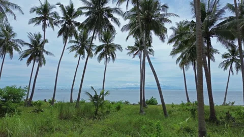 Moving to sea between coconut palm trees Stock Footage 327098217