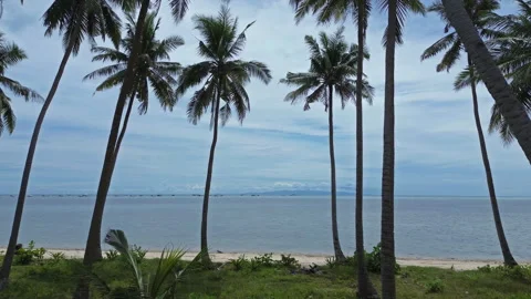 Moving to sea between coconut palm trees Stock Footage 327099377