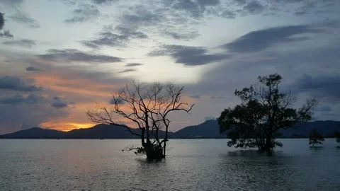 Moving sea wave and dry mangrove tree forest in water with cloudy twilight sk Stock-Footage 101406429