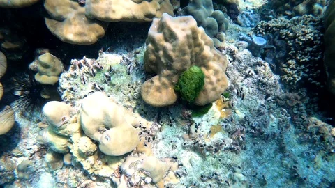 Moving Seaweed Under the Sea Stock Footage 106715636