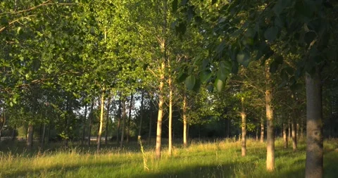 Moving shadow casting over lush poplar plantation Vídeo Stock 344043728