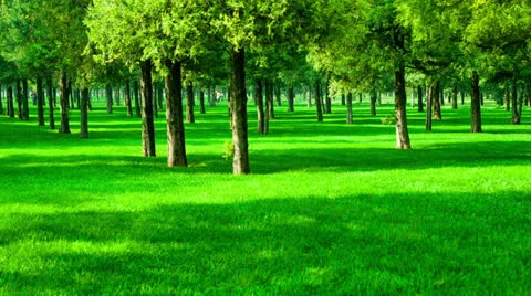 Moving shadow on the grass 스톡 동영상 25573044