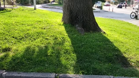 Moving shadows falling on the green lawn from the branches of trees, in whi.. Stock Footage 251818473