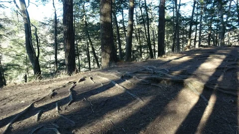 Moving shadows on forest ground as the sunsets in spring Stock Footage 151377779