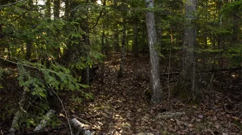 Moving Shadows in the Forest Timelapse 스톡 동영상 65052909