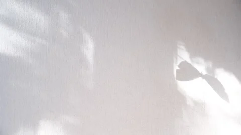 Moving shadows on ivory white textured wall with casting floral and butterf.. Stock Footage 332713655