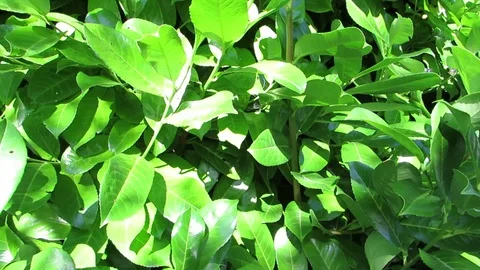 Moving shadows. Laurel leaves on windy day. Full HD. Stock Footage 97084779