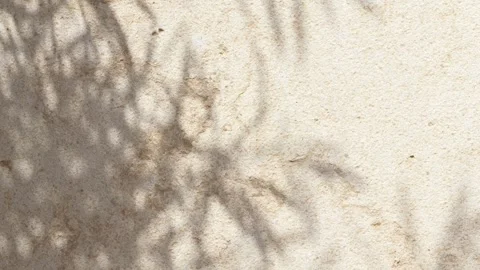 Moving shadows of olive tree dancing across stone wall in sunlight. Atmospheric Stock Footage 335652848