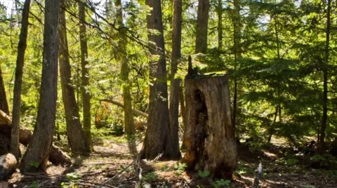 Moving Shadows in the Woods Timelapse Video stock 65052906