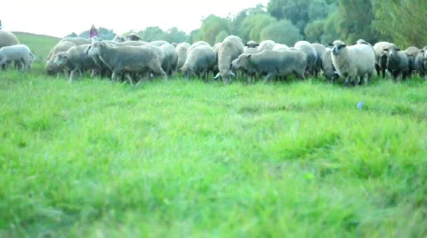 Moving sheeps Video stock 526019