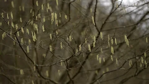 Moving shot of a birch tree branch with no leaves but hanging catkins fruits 스톡 동영상 265035962