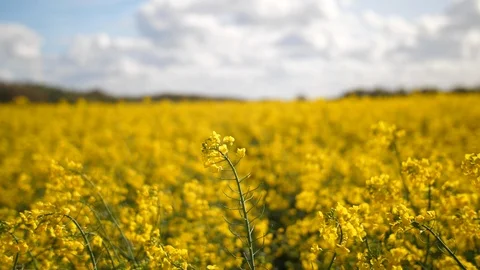 Moving shot of blue sky with white fluffy clouds and country farmers field Stock Footage 90768697