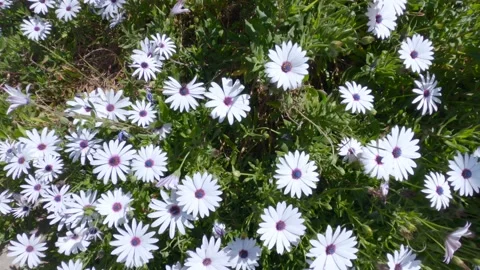 Moving shot of cape daisy, 4K Stock Footage 138680906