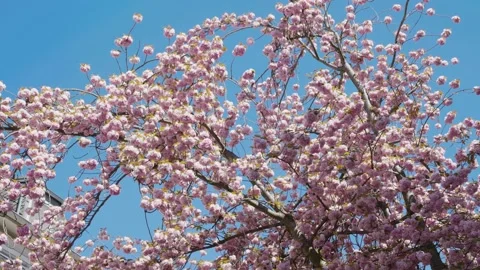 Moving shot of cherry blossom tree in Bonn, Germany Video stock 155480768