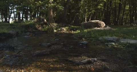 Moving shot. Clean forest brook surrounded by the green forest and vegetation. Stock Footage 141642808