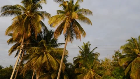 Moving shot of coconut trees, Upper view of coconut trees Vidéo 156955033