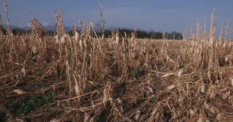 Moving shot of corn fields devastated by drought and hail Stock Footage