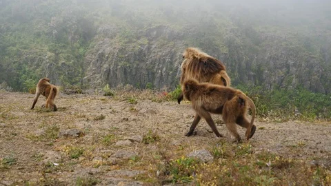 Moving shot following a small group of gelada baboons walking on the top Video stock 120728055