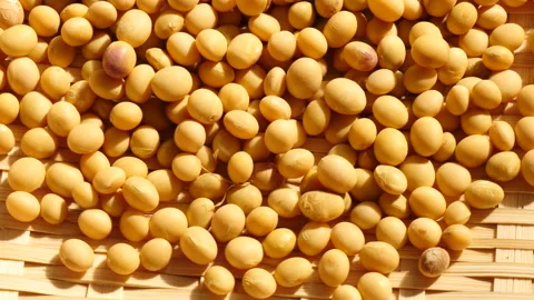 Moving shot of fresh soybeans Stockbeeldmateriaal 162604628