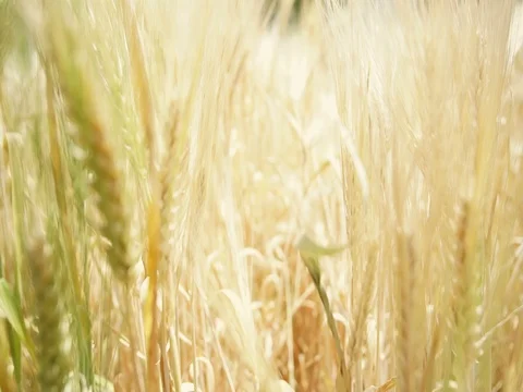 Moving shot going through golden barley field, farm agriculture industry Stock Footage 73515252