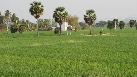 Moving shot of green field in daytime, Daytime view of green crops Stock Footage 151936734