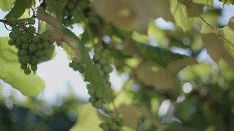 Moving shot of green grapes 動画素材 89342653