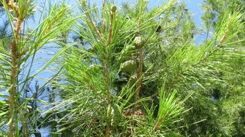 Moving shot of green pinecones in branch Stock Footage 56166497