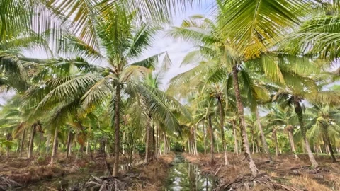 Moving shot of group of coconut trees farm in morning with clear sky Stock Footage 295091515