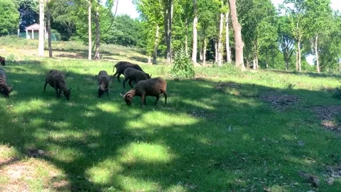 Moving shot of a herd of sheep in Temple Newsham Park in Leeds, UK. Stock Footage 130832130