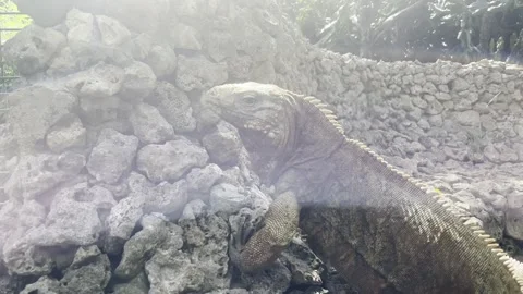 Moving shot of Iguana walking on rocks and eating grass close up Stock Footage 249186558