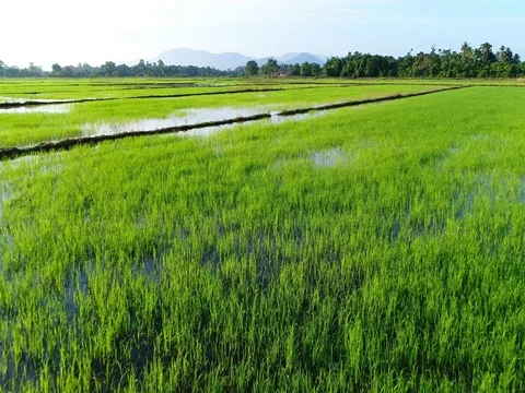 A moving shot just above the paddy plantation area. 動画素材 80459761