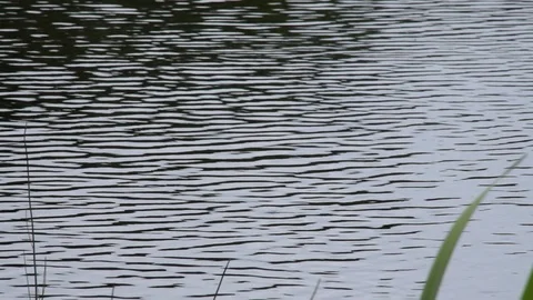 Moving shot of lake Stock Footage 113314424