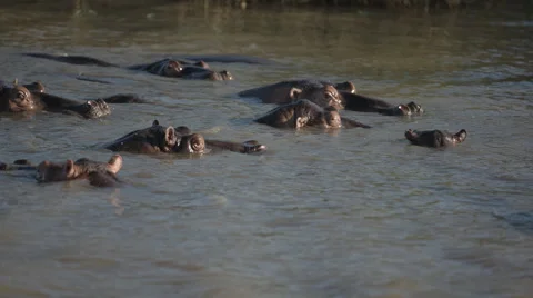 A moving shot of a large herd of Hippos Stock Footage 54942824