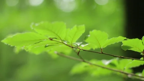 Moving shot of leaves in slowmotion. Stock Footage 86333943