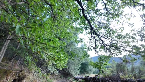 Moving shot looking up at a lush chestnut forest growing on ancient mossy stone Stock-Footage 344278198